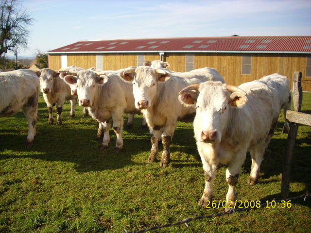 Vaches charolaises