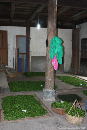 Thé en Chine - Production de Thé Vert