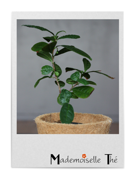 Un Théier dans son Salon